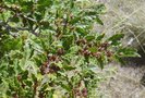 vignette Nothofagus antarctica