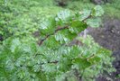 vignette Nothofagus pumilio