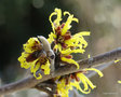 vignette Hamamelis x intermedia 'Westerstede' , parfum