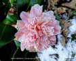 vignette Camlia ' MARIE LE MENELEC ' camellia japonica
