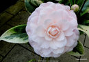 vignette Camlia ' KERGUELEN ' camellia japonica