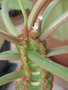 vignette Euphorbia leuconeura