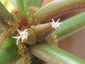 vignette Euphorbia leuconeura