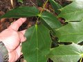 vignette Mahonia japonica  au 13 02 10