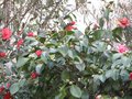 vignette Camellias Freedom bell et japonica Chandleri elegans au 13 02 10