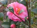 vignette Camellia williamsii donation au 13 02 10