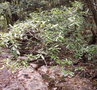vignette Syzygium aggregatum