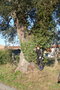 vignette Quercus ilex Trizay17 Monthérault 20061217