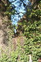 vignette Quercus ilex Trizay17 Monthérault 20061217