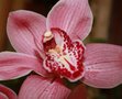 vignette D) dtail de l'orchide
