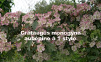 vignette Crataegus monogyna, aubpine  1 style, pine blanche, cenellier, senellier, bois de mai, bonne de nuit