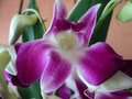 vignette Dendrobium Phalaenopsis (bouquet)