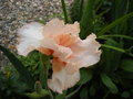 vignette iris rose