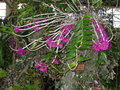 vignette Dendrobium miakey