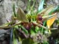 vignette Bulbophyllum longiflorum