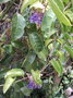 vignette Passiflora laurifolia