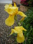 vignette iris jaune