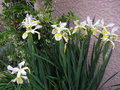 vignette iris jaune et blanc