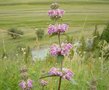 vignette Phlomis oreophila