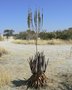 vignette Aloe littoralis