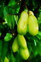 vignette Oxalidaceae - Arbre à cornichons - Averrhoa bilimbi