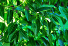 vignette Lauraceae - Cannelle - Ciinnamomum verum