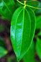 vignette Lauraceae - Cannelle - Ciinnamomum verum