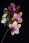 vignette Phalaenopsis 