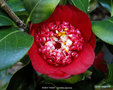 vignette Camlia ' BOB'S TINSIE ' camellia japonica