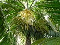 vignette Dictyosperma album (palmiste blanc)