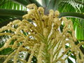 vignette inflorescence de palmiste blanc (dictyosperma album)