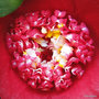 vignette Camélia ' BOB'S TINSIE ' camellia japonica
