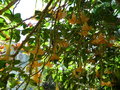 vignette brugmansia versicolor 