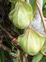vignette Passiflora maliformis