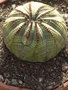 vignette Euphorbia obesa