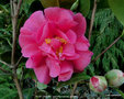vignette Camlia ' BLUE DANUBE ' camellia hybride williamsii