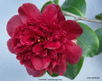 vignette Camélia ' TAKANINI ' camellia japonica