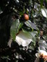 vignette Camellia yunnanensis