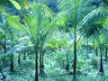 vignette palmier