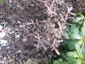 vignette Corokia cotoneaster au beau feuillage pourpre au 18 02 10