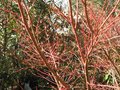vignette Acer palmatum senkaki et ses rameaux rouges au 18 02 10