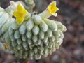 vignette Edgeworthia chrysantha autre vue au 18 02 10
