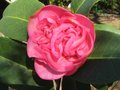 vignette Camellia williamsii Debbie au 18 02 10