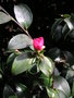 vignette Camellia hiemalis Nakai