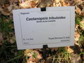vignette Castanopsis tribuloides