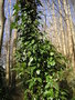 vignette Hydrangea seemanii - Hortensia grimpant persistant