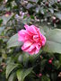 vignette Camellia 'Fragrant Pink'