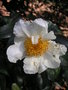 vignette Camellia yunnanensis