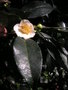 vignette Camellia sp