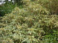 vignette Rhododendron ponticum 'Variegatum'